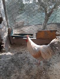 Galli di diverse razze