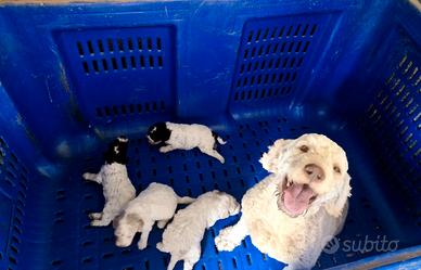 Cuccioli lagotto pedigree