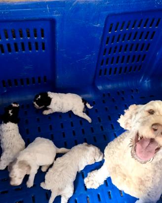 Cuccioli lagotto pedigree