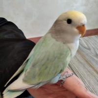 Varie papapgalli