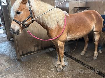 Cavalla Hiflinger 7 anni