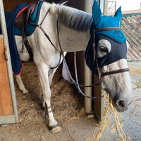 Cavallo da salto ostacoli