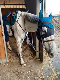 Cavallo da salto ostacoli