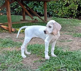 Cuccioli Pointer Inglese alta genealogia