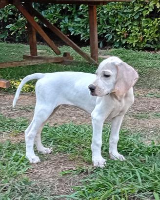 Cuccioli Pointer Inglese alta genealogia