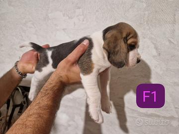 Cuccioli di Beagle