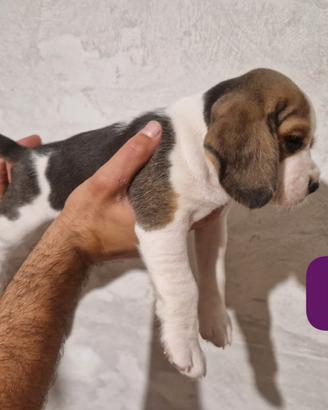 Cuccioli di Beagle
