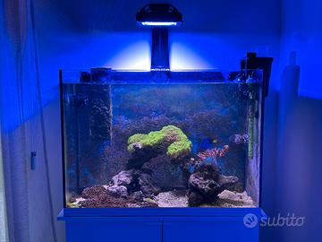 Acquario marino