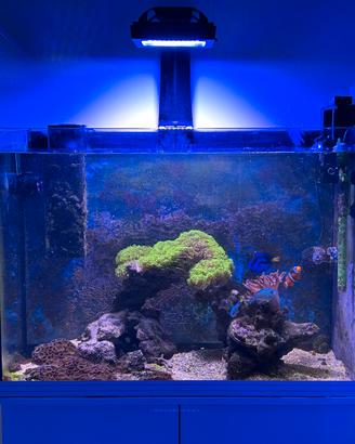 Acquario marino