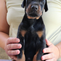 Cuccioli di dobermann