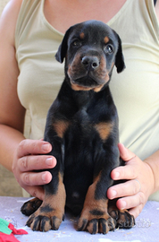 Cuccioli di dobermann