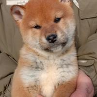 Shiba cuccioli