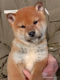 Shiba cuccioli