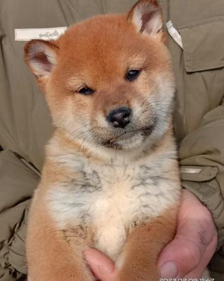 Shiba cuccioli