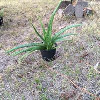 Piante ornamentali "grasse" di aloe vera