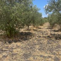 Terreno agricolo Reg. Tottubella-Sassari