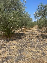 Terreno agricolo Reg. Tottubella-Sassari