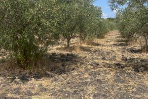 Terreno agricolo Reg. Tottubella-Sassari
