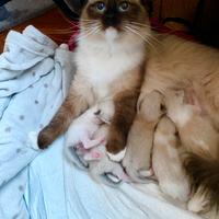 Ragdoll, cuccioli con pedigree