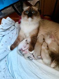 Ragdoll, cuccioli con pedigree