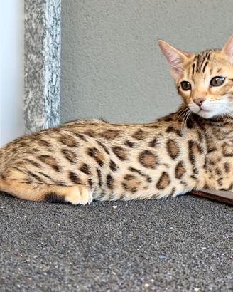 Cucciola di razza Bengala
