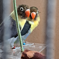 Inseparabile personata, e un fisher