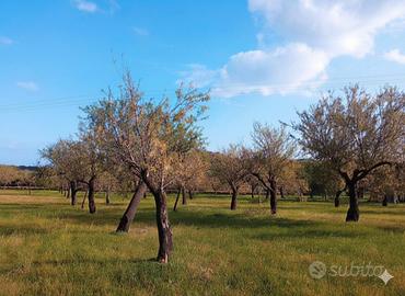 Terreno con progetto approvato Bochini Avola Noto