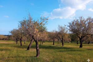 Terreno con progetto approvato Bochini Avola Noto