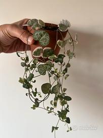 Ceropegia woodii variegata