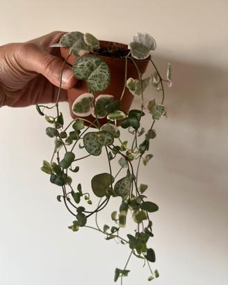 Ceropegia woodii variegata