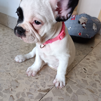 Bulldog francese cucciola
