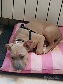 cucciolo pitbul, femmina 