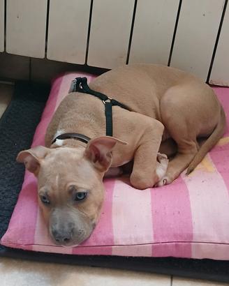 cucciolo pitbul, femmina 