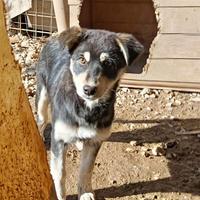 Cane cucciola in adozione