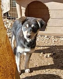 Cane cucciola in adozione