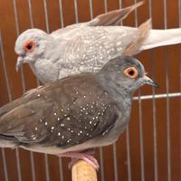Coppia tortore diamantine selezionate