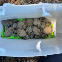 Pulli Parrocchetto monaco