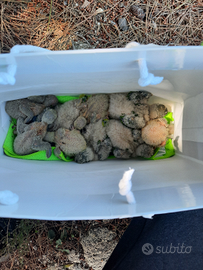 Pulli Parrocchetto monaco