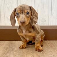 Bassotto Femmina Nana Arlecchina Anche in 12 Rate