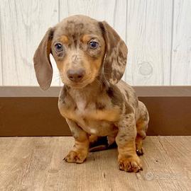 Bassotto Femmina Nana Arlecchina Anche in 12 Rate