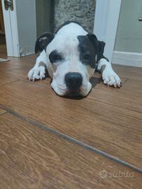 Amstaff di 5 anni