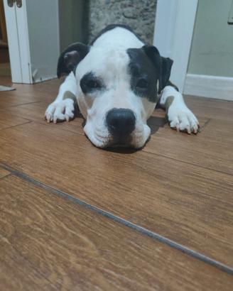 Amstaff di 5 anni