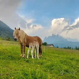 Cavalla haflinger