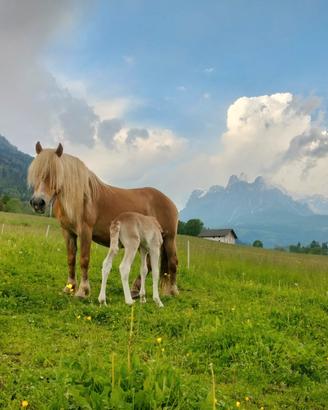 Cavalla haflinger