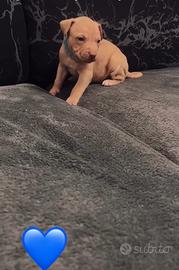 Cuccioli di American Pitbull UkC con Pedigree