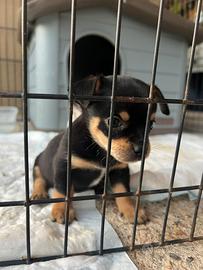 Chihuahua