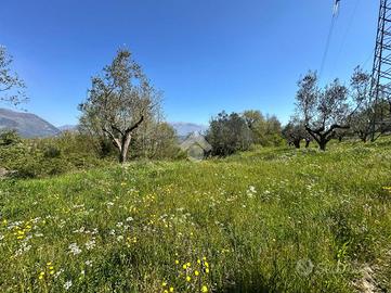 TER. AGRICOLO A ARPINO
