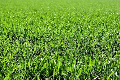 Terreno agricolo