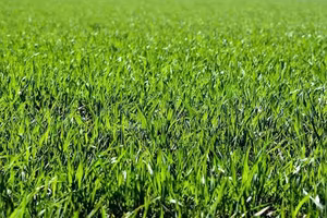 Terreno agricolo