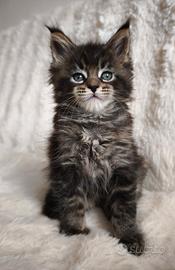 Maine Coon